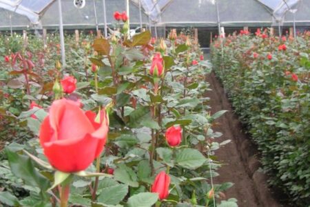 بهره‌برداری از گلخانه «هیدروپونیک» گل رز در زرند