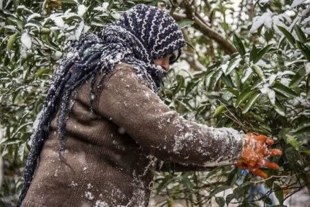 خطر سرمازدگی محصولات کشاورزی در کرمان وجود دارد