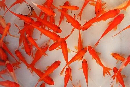 ماهی قرمز می‌تواند بیماری به انسان منتقل کند