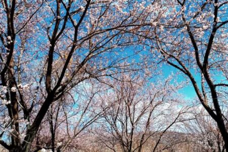 شکوفه‌های بهاری درخت بادام در گلباف