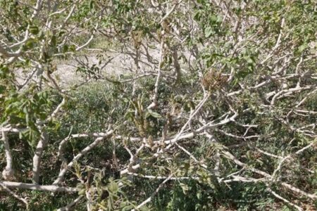 خسارت سرما به ۱۲ هزار هکتار از باغات پسته رفسنجان