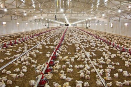 تاخیر در تحویل نهاده‌های دامی عامل افزایش قیمت مرغ