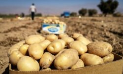 معاون وزیر کشاورزی خواستار صادرات ۲۰ هزار تن سیب زمینی با عوارض ۱۲ درصدی شد + سند