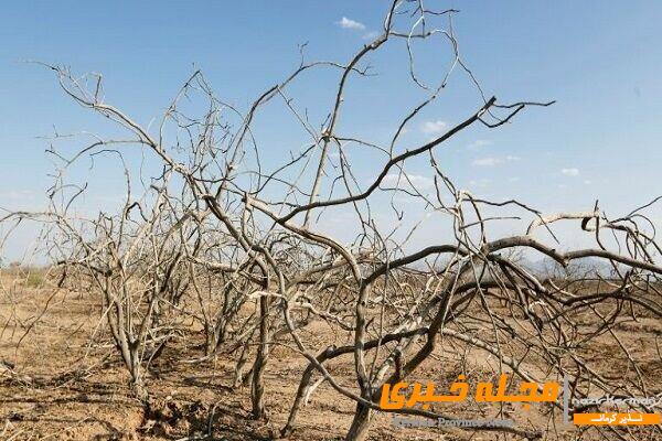 تغییرات اقلیمی آفت کشاورزی کرمان/ سرمازدگی و سیل کابوس کشاورزان