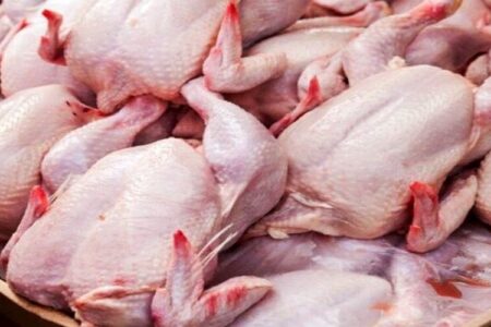 ۸۰۰ تن مرغ منجمد در کرمان ذخیره سازی شد