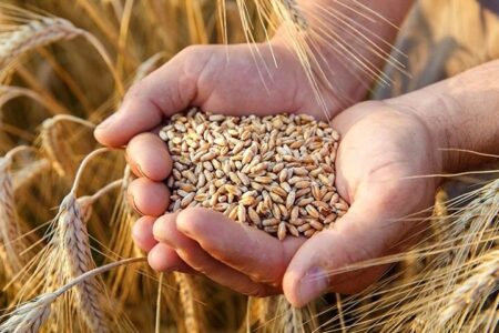 از راه‌اندازی ۷ مرکز خرید گندم در جنوب کرمان تا برداشت رضایت‌بخش محصولات استراتژیک