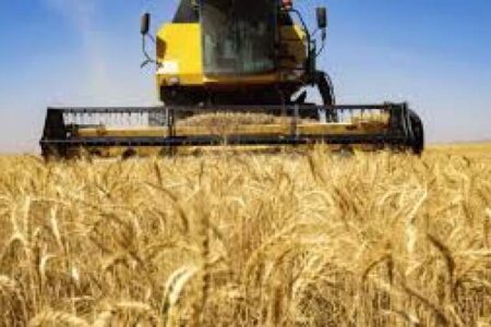 افزایش ۷۰ درصدی کاشت گندم در رودبار جنوب
