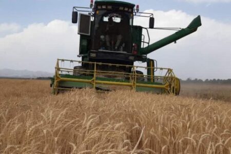 مرکز خرید گندم شهرستان فاریاب از سوم اردیبهشت فعال می‌شود