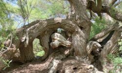 جاذبه‌های یک «بید کهنسال» با قدمت بیش از ۲ قرن و وسعت یک جنگل در رفسنجان