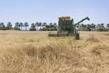 دست رد گندمکاران جنوب کرمان به سینه  دلالان/ رشد ۷۰ درصدی برداشت محصول