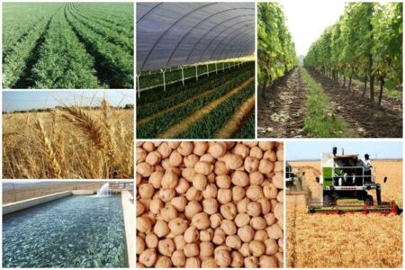 بخش کشاورزی، رتبه اول تولید در شهرستان کرمان/ آبیاری سنتی ۷۵ درصد اراضی