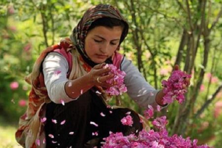 شهر راین معطر به برداشت گل محمدی