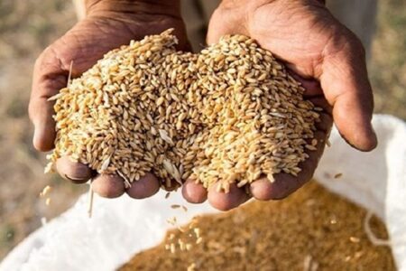 مابه‌التفاوت قیمت خرید گندم به کشاورزان پرداخت می‌شود