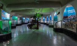 افتتاح نخستین موزه دیرینه‌شناسی و حیات طبیعی کشور + تصاویر