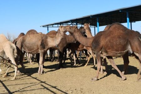 ایجاد اشتغال پایدار روستایی با اجرای طرح پرورش شتر در رفسنجان