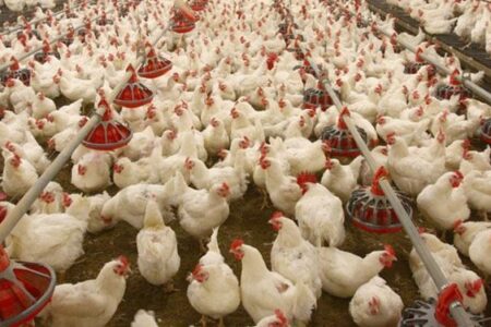 تولید مرغ در قطب تولید استان کرمان مطلوب است