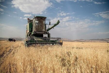 خرید گندم در استان کرمان حدود ۴۰ درصد افزایش یافت