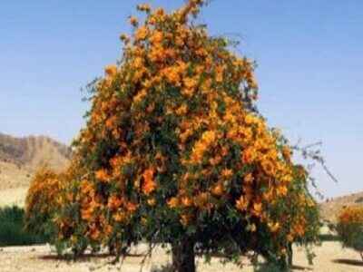 تکثیر درخت انارشیطان برای اولین بار در جنوب کرمان
