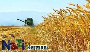 افزایش ۶۰ درصدی تولید گندم در استان کرمان