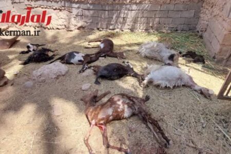حمله حیوان وحشی به دام‌ها در شهداد تکرار شد