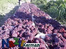 برداشت انگور در جنوب کرمان