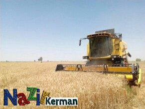افزایش خرید چهل درصدی گندم در کرمان