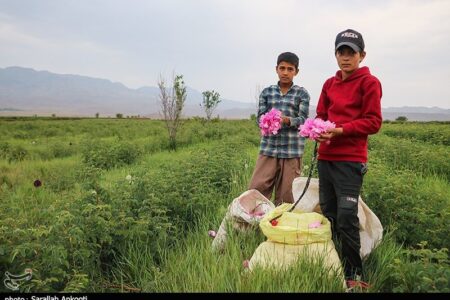 کشاورزان در دام کاهش قیمت گل محمدی