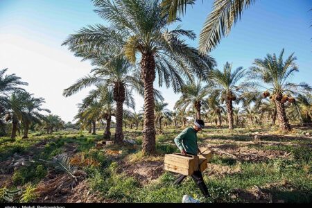 تخصیص ۴۰ میلیارد تومان برای مقابله با سوسک سرخرطومی در نخلستان‌های کرمان