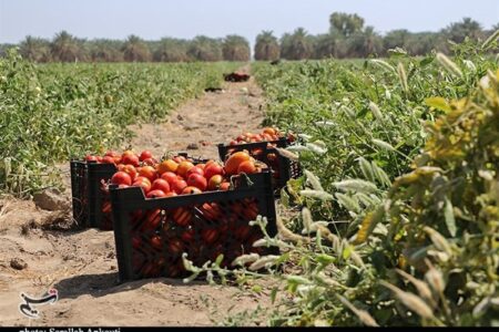 ۶۷ طرح تولیدی در هفته جهاد کشاورزی در استان کرمان به بهره‌برداری می‌رسد
