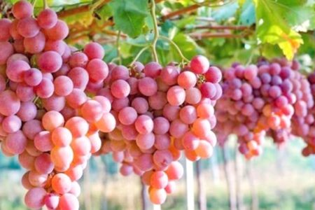 برداشت بالغ بر ۳۰۰ تن انگور از تاکستان‌های عنبرآباد