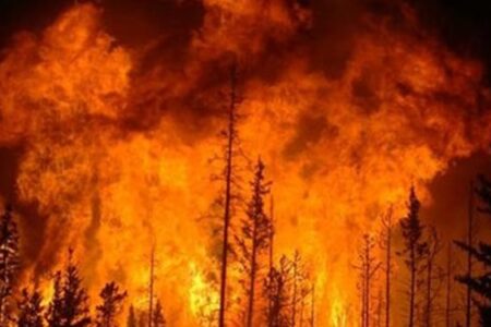 خسارت ۲۲ میلیارد ریالی آتش‌سوزی به باغات مرکبات عنبرآباد