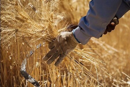 ذخیره سازی ۲۴۴ هزار تن گندم در کرمان