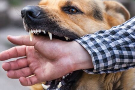 خطر انتقال ویروس هاری از طریق حیوانات خانگی جدی است