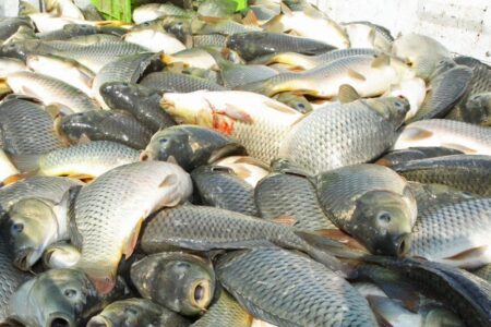 مرکز پرورش ماهیان گرمابی در عنبرآباد احیا می‌شود
