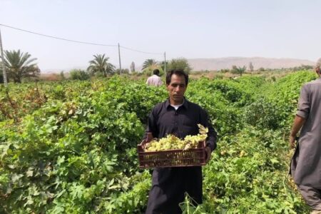 پیش بینی برداشت ۳۰۰ تن انگور از تاکستان‌های عنبرآباد 