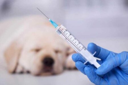 ۴۷۰ قلاده سگ صاحب‌دار در کرمان واکسینه شدند