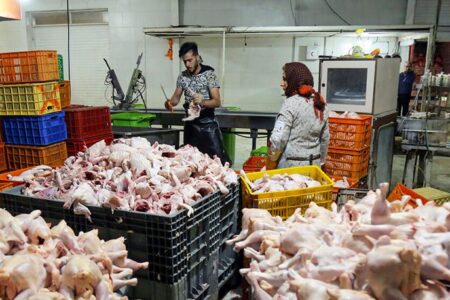 بیش از ۴ هزار تن گوشت مرغ از نیمۀ مرداد روانۀ بازار کرمان می‌شود