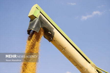 افزایش ۸۰ درصدی خرید گندم از کشاورزان کرمان