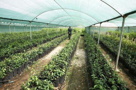 جنوب کرمان رتبه اول سطح زیرکشت محصولات سبزی و صیفی گلخانه‌ای کشور را دارد