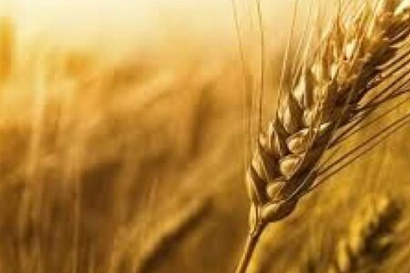 افزایش ۸۰ درصدی خرید گندم از کشاورزان استان کرمان