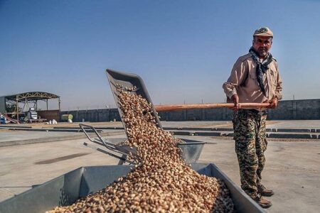 پیش‌بینی برداشت ۷۰ هزار تن پسته در رفسنجان