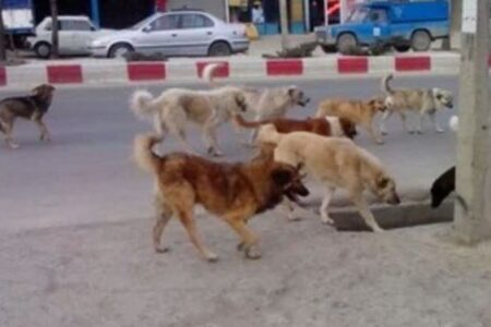 هشدار دستگاه قضایی به شهرداران شهرستان زرند، سگ‌های ولگرد سریعاً جمع شوند