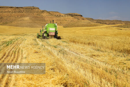 واردات گندم کاهش یافت / افزایش خرید از کشاورزان
