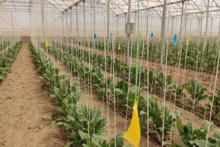 پیش بینی تولید ۵۰۰ هزار تن محصولات گلخانه ای در جنوب استان کرمان