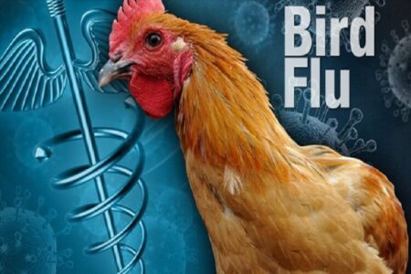 پرورش‌دهندگان طیور روستایی مورد تهدید آنفلوآنزای فوق حاد پرندگان 