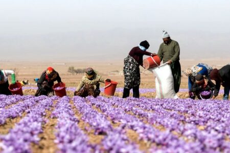 زعفران زرند به نام مناطق دیگر وارد بازارهای جهانی می‌شود