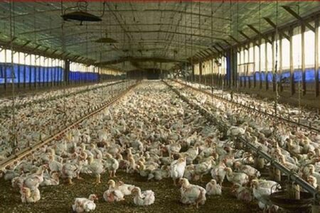تولید یک‌سوم گوشت مرغ استان کرمان در رفسنجان