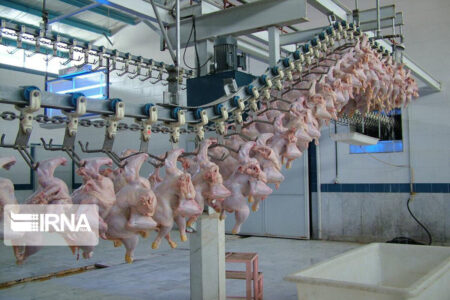 افزایش کیفیت گوشت مرغ در کرمان با فعال‌سازی کشتارگاه جدید
