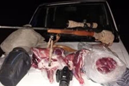 شکارچیان یک رأس قوچ وحشی در زرند دستگیر شدند