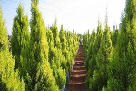 اجرای موفق طرح مردمی کاشت یک میلیارد درخت در کرمان با مشارکت صنایع 